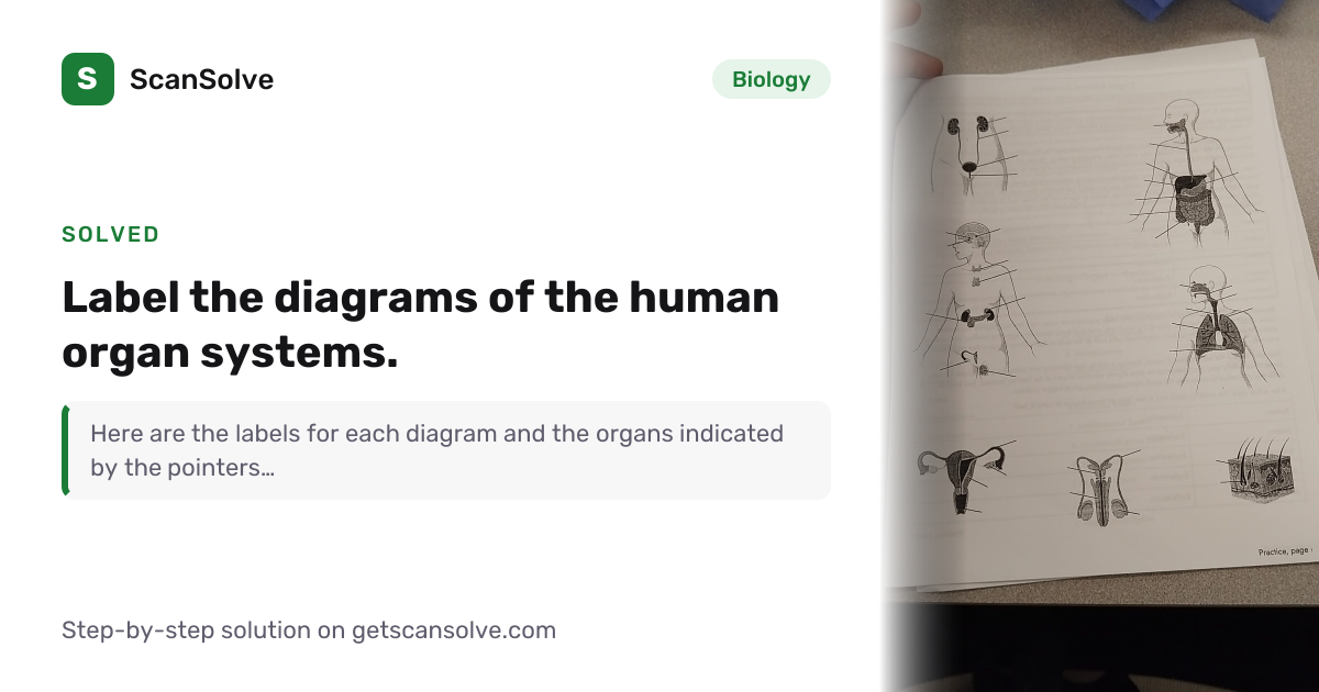 Solved: Label the diagrams of the human orga… | Biology | ScanSolve