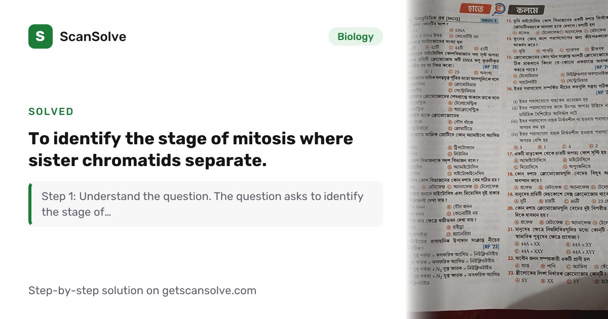 Solved: to identify the stage of mitosis whe… | Biology | ScanSolve